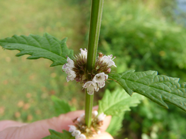 Petites fleurs blanches tachetées de rouge et verticillées à la base des feuilles. Agrandir dans une nouvelle fenêtre (ou onglet)